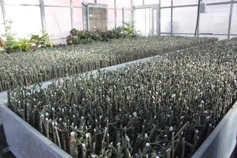 Butko+Ze%C4%B1tini+ekonomi%C4%B1i+canlandıracak Butko+Ze%C4%B1tini+ekonomi%C4%B1i+canlandıracak