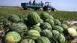 Karpuzun+i%C3%A7indeki+hazine...+Karpuz+%C3%A7ekirdeklerinin+bilinme%C4%B1en+fa%C4%B1daları Karpuzun+i%C3%A7indeki+hazine...+Karpuz+%C3%A7ekirdeklerinin+bilinme%C4%B1en+fa%C4%B1daları