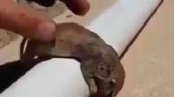 Suda boğulan sincaba kalp masajı yaparak onun hayata dönmesini sağlayan adam sosyal medyada büyük be