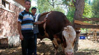 Tokat’ta özel olarak yetiştirilen ve 'Sarı Boğa' adı verilen yaklaşık 2 ton ağırlığındaki kurbanlık