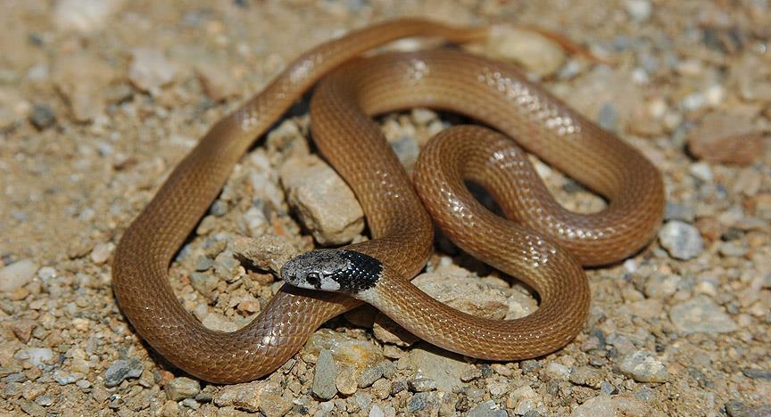 Türk bilim adamları yeni yılan cinsi buldu
