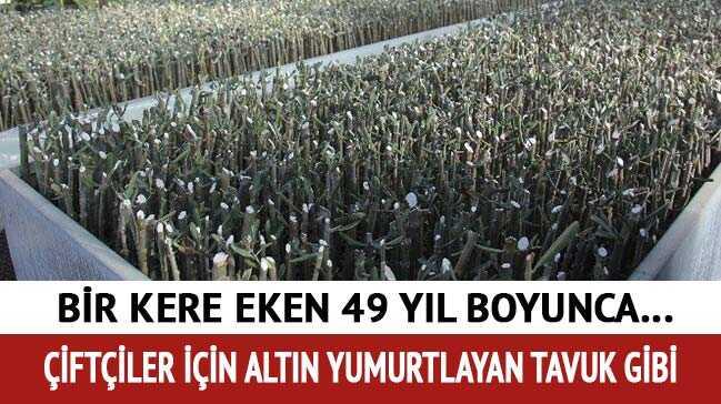 Butko Zeytini ekonomiyi canlandıracak