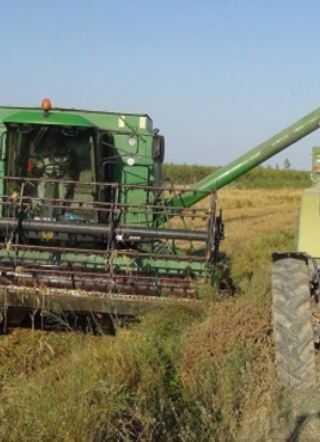 �eltik �reticisinde fiyat beklentisi y�ksek
