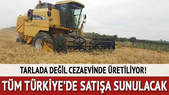 Tarlada de�il cezaevinde �retiyorlar!