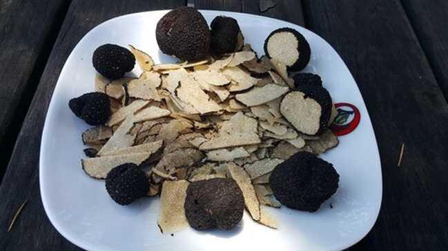 Ormanlardaki+gizli+hazine:+Tr%C3%BCf+Mantar%C4%B1