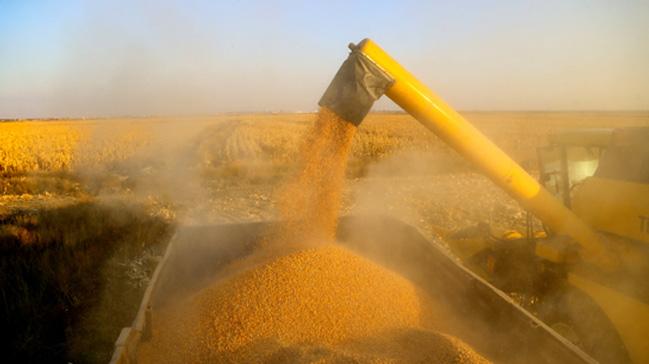 Konya Ovası'nda mısır hasadı yüz güldürüyor