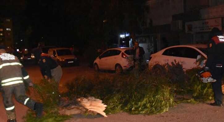 %C4%B0zmir%E2%80%99de,+%C5%9Fiddetli+r%C3%BCzgar+a%C4%9Fa%C3%A7lar%C4%B1+devirdi