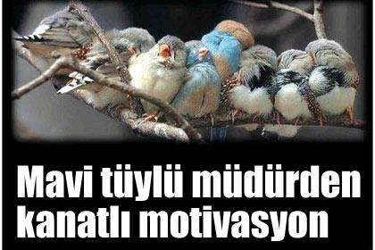Mavi+t%C3%BCyl%C3%BC+m%C3%BCd%C3%BCrden+kanatl%C4%B1+motivasyon