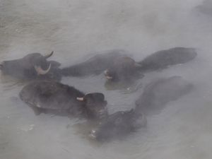 Bitlis'te dondurucu soğukta ahırdan çıkamayan mandalar kaplıcada yıkanıyor 
