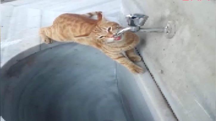 �e�meden Su ��en Kedi �lgi Oda�� Oldu