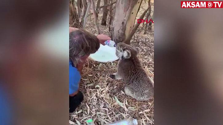 Avustralya�da Koala Nesli T�kenme Tehlikesiyle Kar�� Kar��ya