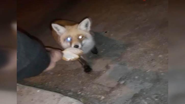 A� Kalan Tilkiyi Elleriyle B�yle Besledi