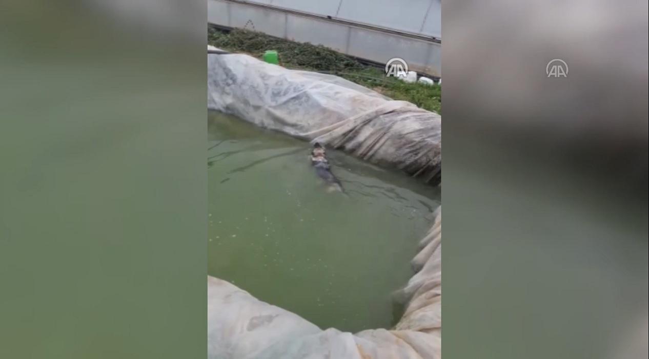 Havuza düşen köpeği bakın kim kurtardı?