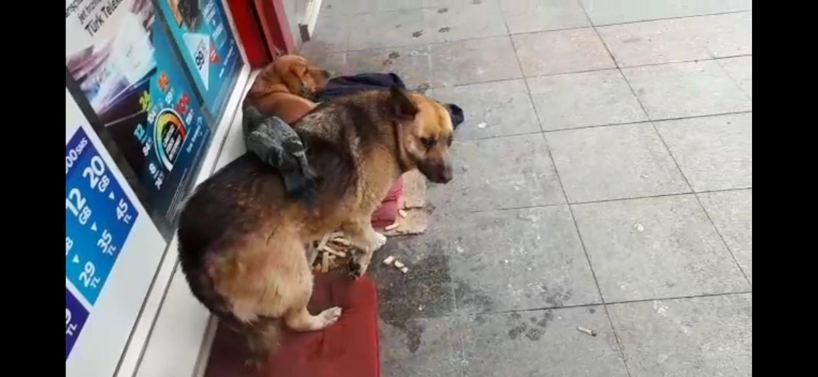 Güvercin ve köpeğin şaşırtan dostluğu kamerada