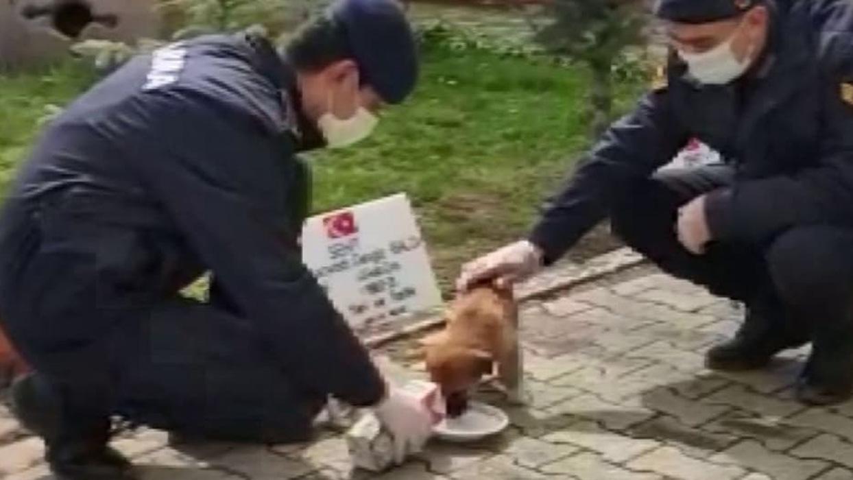 Kafası konserve kutusuna sıkışmıştı... Jandarma bakıma aldı