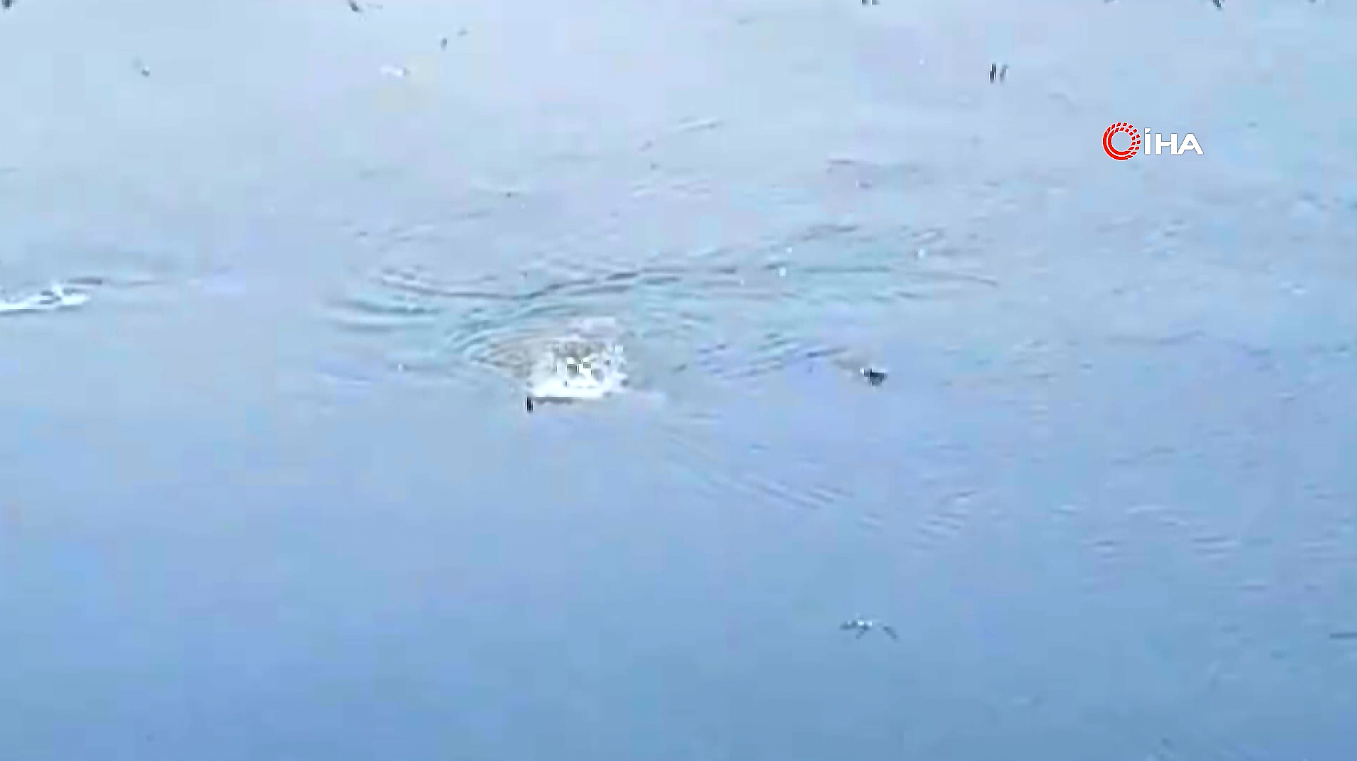 Moda sahili yunuslara kald�