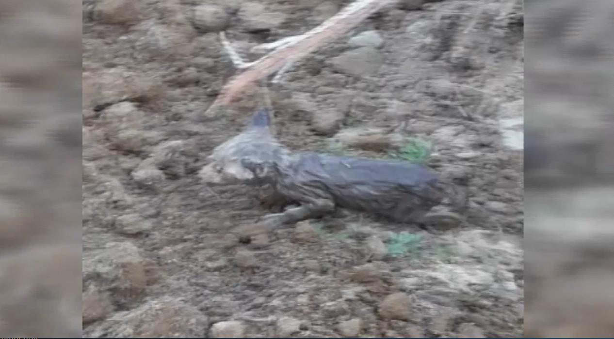 Sulama kanalından çıkan kurt yavrularını görenler şaşırdı