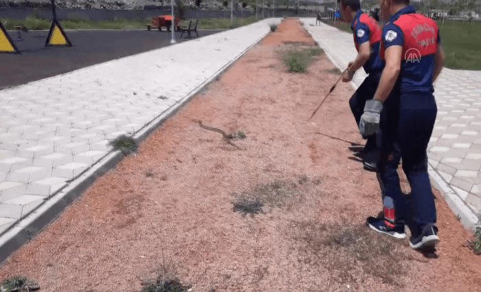 Çocuk parkında 2 metrelik yılan!