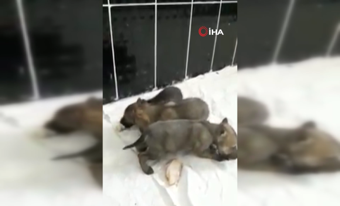 Jandarmanın bulduğu yavru kurtlar tedavi altında
