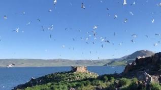 Balık Gölü martıların yuvası oldu