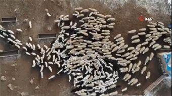 <p>Koyunların kuzulama döneminin başlaması ile birlikte birçok yerde olduğu gibi geçtiğimiz ay 6.8´l