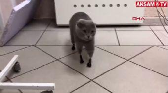 <p>Veteriner kliğinde çalışanların sokakta bulduğu ve ´Duman´ adını verdikleri kedi, dört patisini d