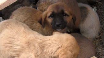 <p>İlçeye bağlı Böget köyündeki yaylada bulunan bir tarlaya bırakılan 26 yavru ve iki anne köpek, Ak