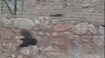 <p>Tokat’ta kent merkezinde bulunan Topçubağı mahallesi halen bir çok bahçeli eve sahip olması neden