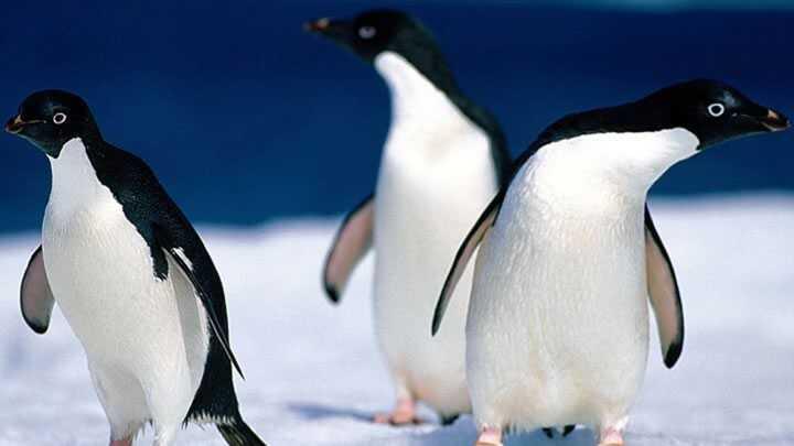 AK Partili Bağlı'dan ilginç Penguen iddiası