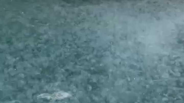 İstanbul Boğazı’nda deniz anası sürprizi