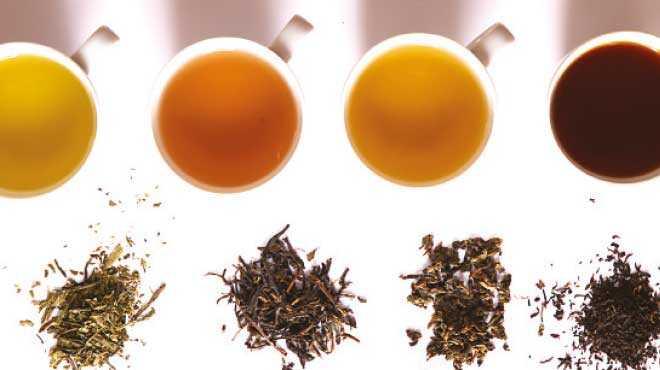 lipton slim plus çayı zayıflatırmı