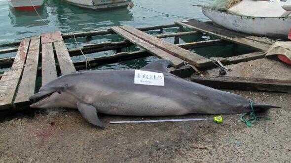 Tarabya sahiline vuran 'Afalina' türü yunus av tüfeği ile katledildi