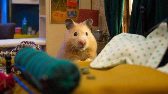 Hamster köyü kurmak için 1984 saat çalıştılar