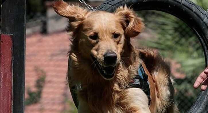 Köpek eğitimi ve Sahiplenme ; Murat Güngör Söyleşi
