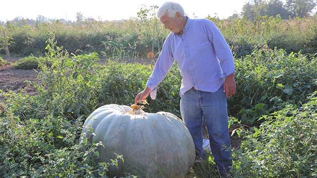 450 kilogramlık bal kabağı vatandaşlar tarafından ilgi görüyor