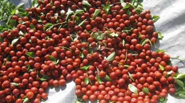 Çivril’ de hünnap hasadı yapıldı