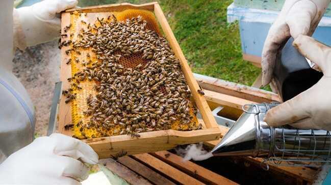 Ordu'dan Almanya'ya 150 ton bal ihracatı