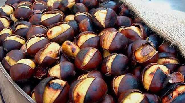 Karadeniz’de fındığa alternatif kestane