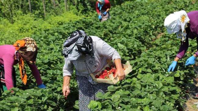 Silifke’de kış ortasında çilek hasadı