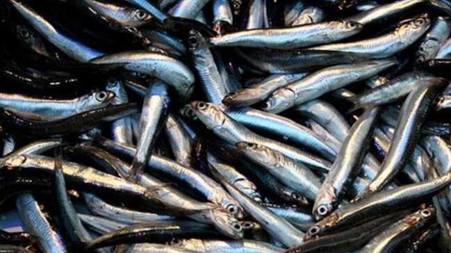 Giresun'da hamsinin fiyatı 7 liraya geriledi