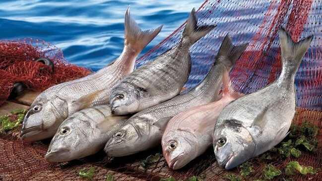 Karadeniz somonu Japon sofralarına 'suşi' olarak girdi