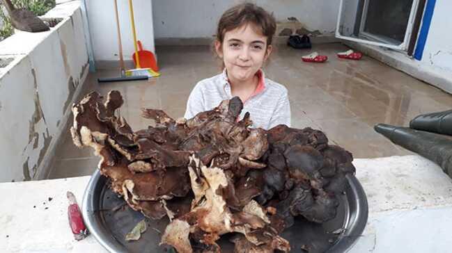 5 kilo 700 gramlık mantar görenleri şaşırtıyor