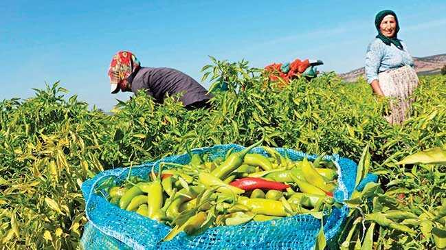 Organik tarım yapan çiftçi sayısı 90 bini aştı