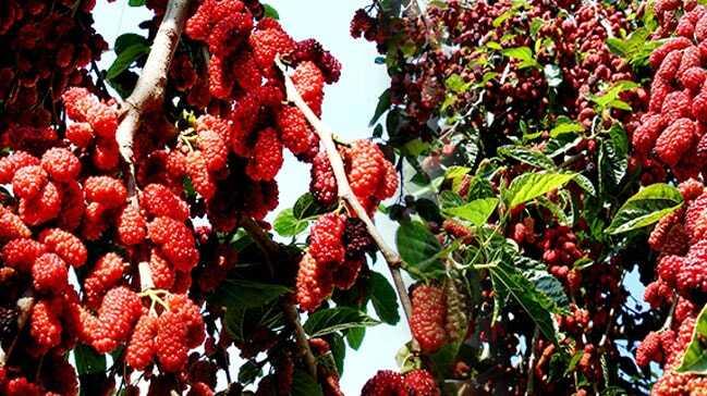 Yapraktan çok meyvesi olan dut ağaçları şaşırttı