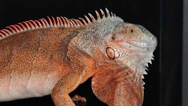 Caminin deposundan iguana çıktı