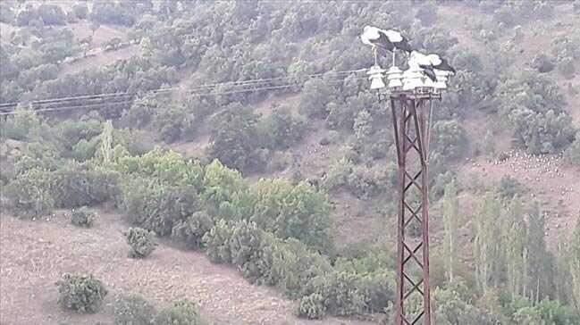 Leylekler ölmesin diye elektrikleri kestiler