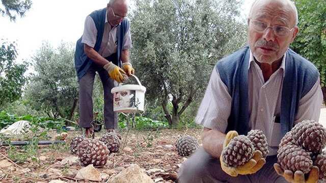 Gölgesi için diktiği ağaçtan para kazandı