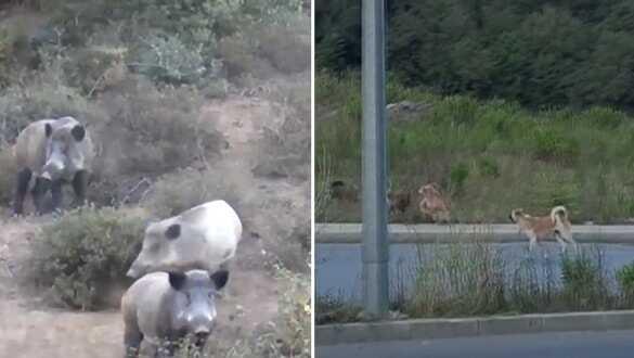 Yaban domuzları İstanbul'un göbeğine indiler; köpekleri kovaladılar