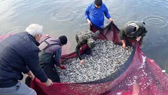 Marmara Denizi'nde palamut yok, hamsi çok