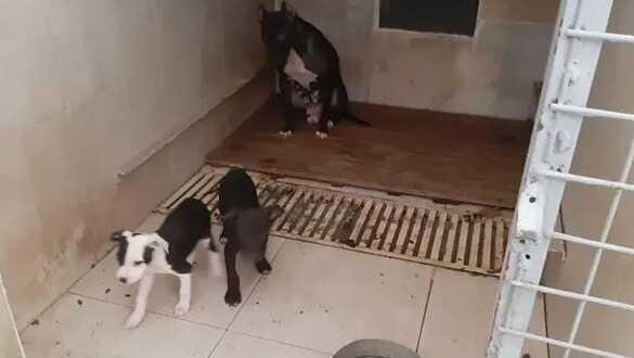 Van'da pitbull besleyen kişiye 23 bin 406 lira ceza uygulandı